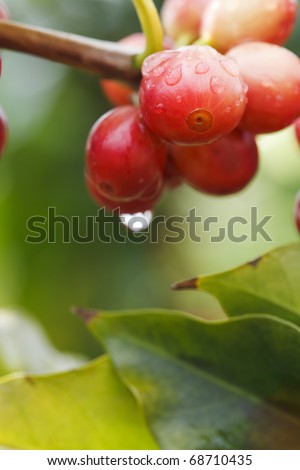 Kona Coffee Tree
