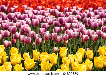 Horizontal line of tulips