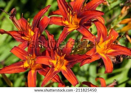 Growing family of red lily flowers