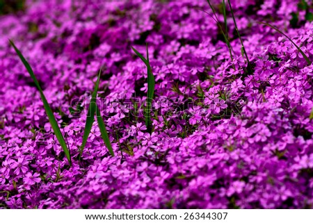 Violet Shibazakura flowers cover background