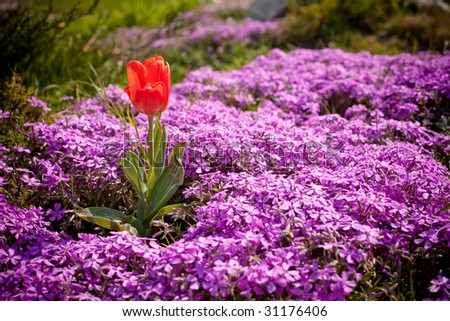 Lonely tulip among purple Shibazakura flowers cover