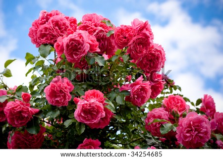 Flowers Roses on Rose Flower Bush In Garden With Blue Sky Background Stock Photo
