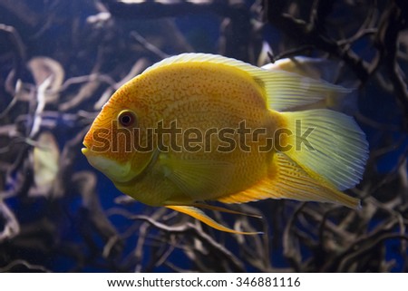 Red Spot Severum fish. The fish is swimming among mangrove roots in the dark water.