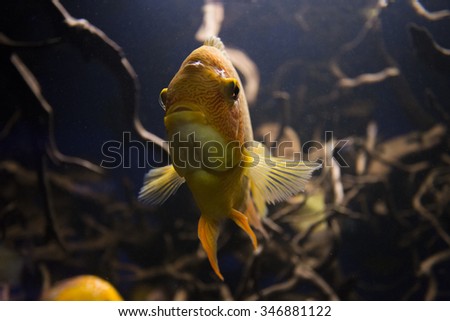 Red Severum close fish. The fish is swimming among mangrove roots in the dark water.