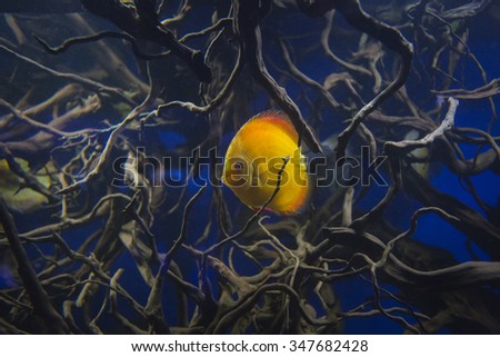 Gold fish mangrove. Discus fish is swimming among mangrove roots in the dark water.