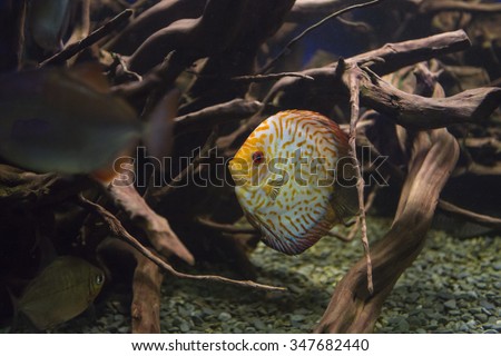 Discus fish mangrove. Discus fish is swimming among mangrove roots in the dark water.