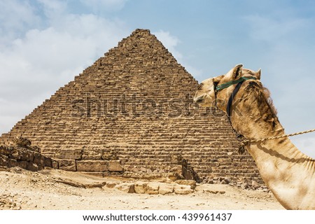 camel pyramid egypt. Camel near the Great Pyramid of Menkaure. Egypt, Giza