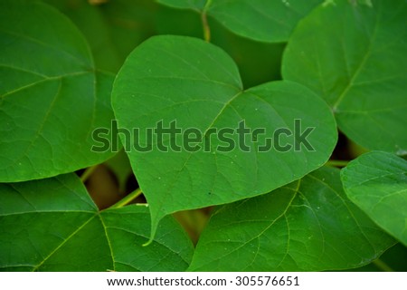 Green Heart Shaped Valentine and Earth Day Leaves
