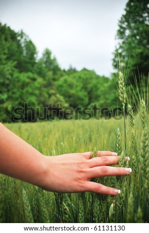 Woman running hand and fingers against wheat/Touch of Life