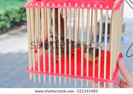 Bird in cage.(Soft focus.)