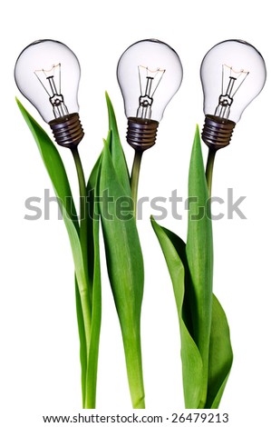 lamp bulb tulips isolated on white with clipping path lamp bulb tulips isolated on white with clipping path