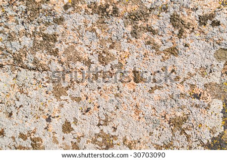 moss and lichen on granite stone (unique biological reserves in Ukraine)