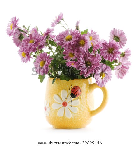 lilac Chrysanthemum flowers in vase on white background