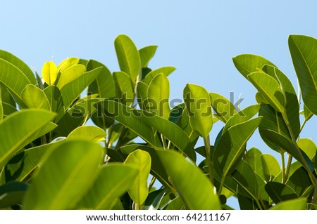 close-up magnolia leaves on blue sky background with space for text