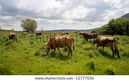 a group of cows grazing in the field near Vico's lake (IT)