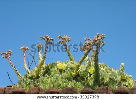 roof plants