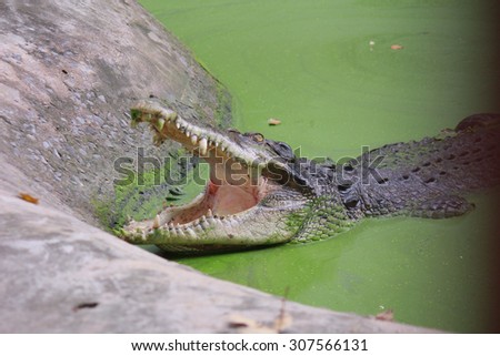 relaxing crocodile in the swamp
