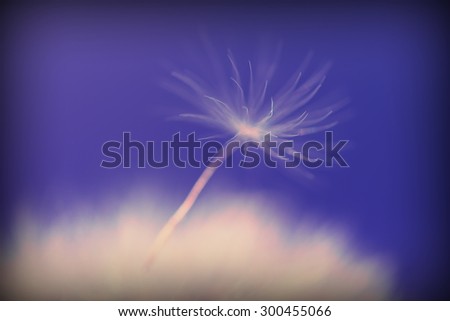 Dandelion, art, macro, close up photo, abstract  purple backround, abstract flower photo. Blur background.