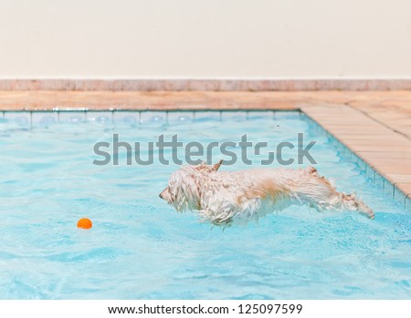 A white dog jumping into the swimming in the pool to get his ball toy.
