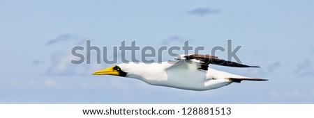 Albatross flying in a blue sky, photographed from a cruise ship.