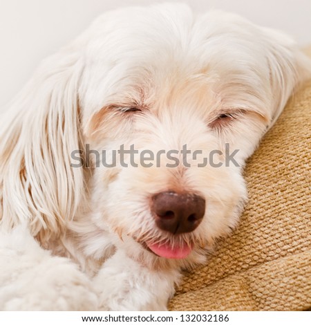 Close up of cute white dog sleeping in the sofa with tongue outside his mouth.