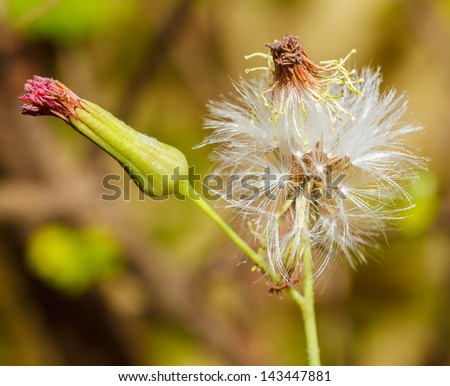 Orange/red hawkweed flower and dandelion/seed. Macro.