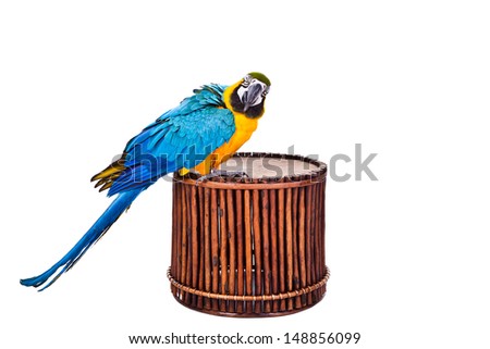 Blue macaw sleeping, isolated on white, facing the camera.