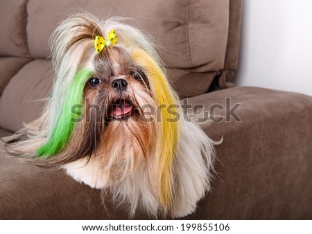 Brazilian soccer fan or supporter dog with the hair painted in yellow and green for the championship or competition or cup.