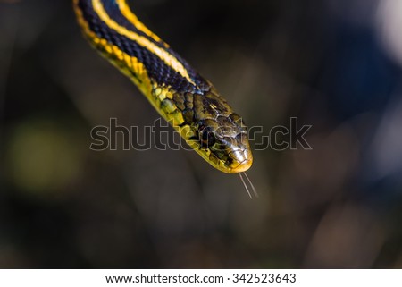 Garter Snake Head