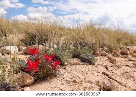 Blooming Flower in Arizona Desert