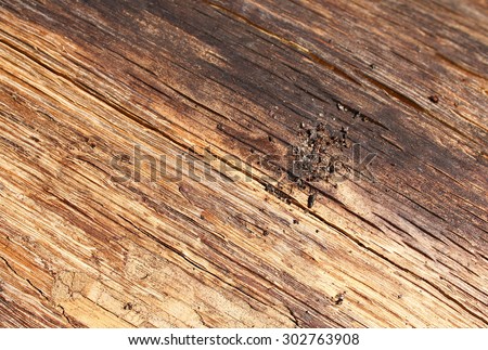 Abstract texture of old wood formed by time and nature