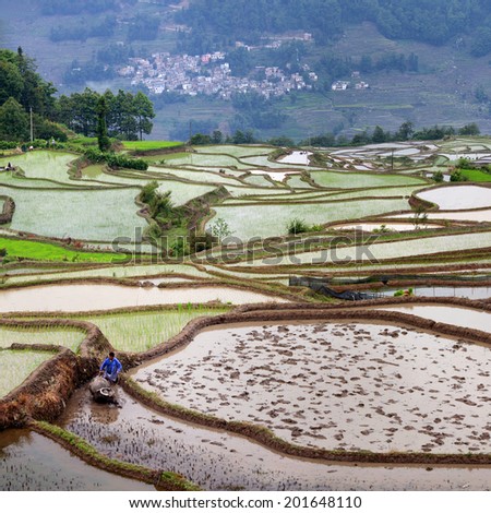 YUANYANG, CHINA - MAY 06: An unidentified farmer plowing terraced rice fields on May 06, 2014 in Yuan Yang County, China. Here farmers still practice old farming methods.
