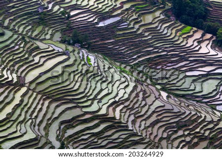 Terraced rice field in water season of Hani ethnic people in Yuanyang, Yunnan province, China