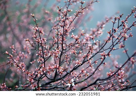 Blossom tree - spring in Huangshan Mountain (Yellow Mountain), China. Of all the notable mountains in China, it is probably the most famous to be found in the south of Anhui province.