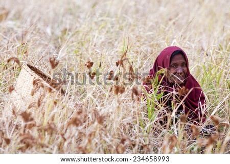 PHILIM, GORKHA, NEPAL - NOVEMBER 18: Unidentified Nepalese woman in national clothes working on the barley field on November 18, 2009 in Philim village, Nepal.