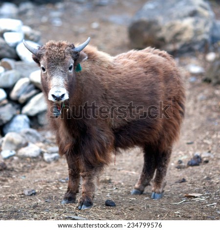 Young Dzo Yak in the Himalayan. Dzo is a hybrid of yak and domestic cattle.