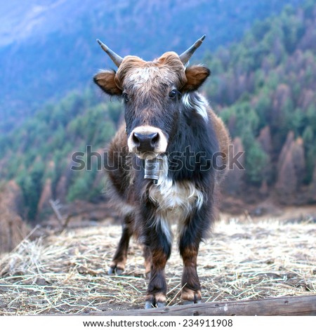 Young Dzo Yak in the Nepal Himalaya. Dzo is a hybrid of yak and domestic cattle.