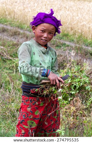 DHO TARAP, NEPAL - SEPTEMBER 10: Nepalese girl working in the fields on September 10, 2011 in Dho Tarap, Upper Dolpo, Nepal