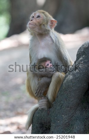 The rhesus macaque monkeys of \