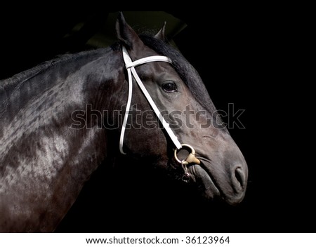 Shire horse isolated on the black background