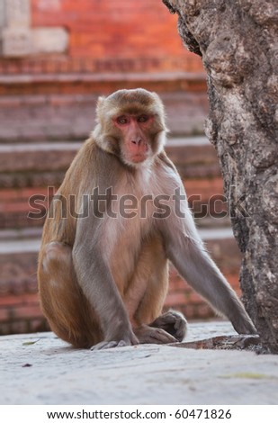 Rhesus macaque monkey at temple in Pashupatinath, Kathmandu valley, Nepal