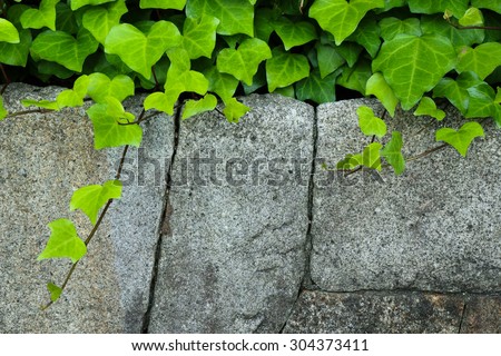 stone-wall with climbing plant - green leaves