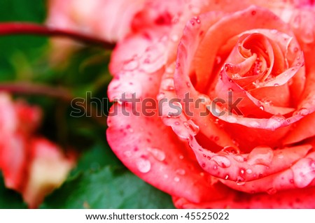 beautiful fresh roses with drops of dew on the petals