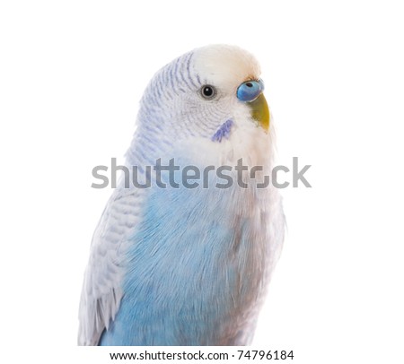 Parrot isolated on white