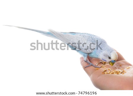 Parrot On Hand