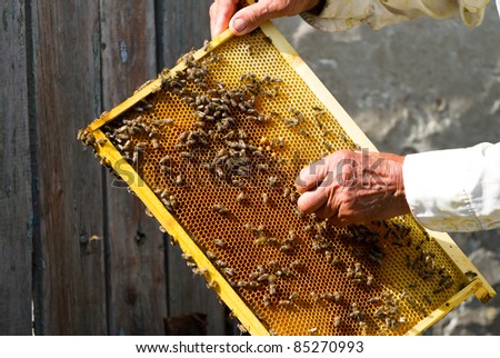 Beekeeper working