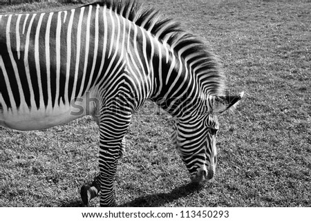B&W Zebra (African equids, horse family) eating grass