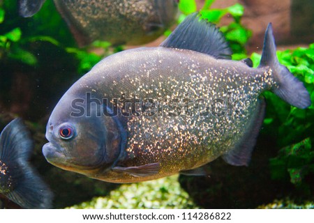 Characins Fish