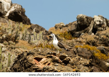 Nature and wildlife sanctuary in Isla Damas, Punta de Choros, La Serena, Chile