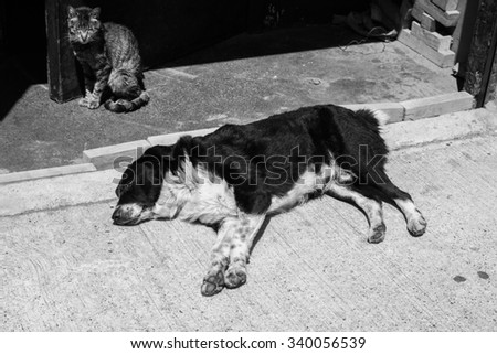 Black and white image of cat and dogs on the streets of Valparaiso, Chile